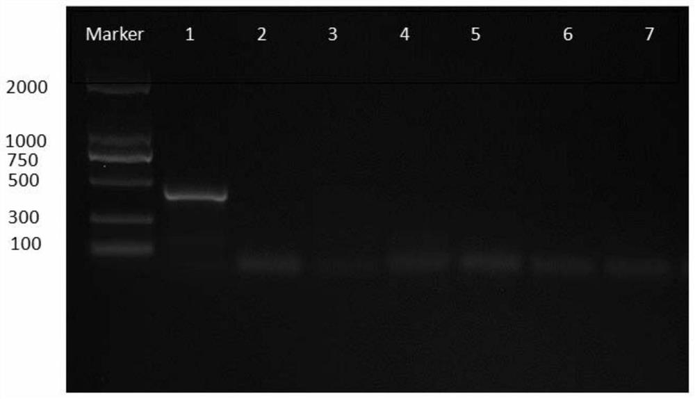 The Specific Primer Pairs and Their Application for Identifying Tyrophaphaphae mite and Acarina ellipsoides