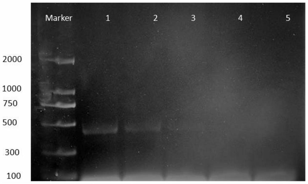 The Specific Primer Pairs and Their Application for Identifying Tyrophaphaphae mite and Acarina ellipsoides