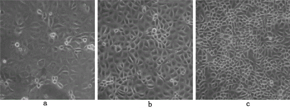 Method for producing porcine epizootic diarrhea CV777 strain virus by cultivating Vero cell in low serum