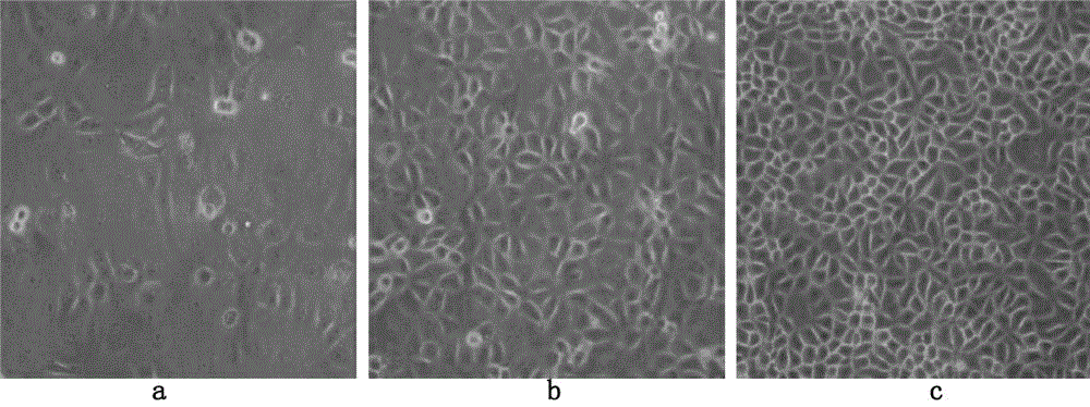 Method for producing porcine epizootic diarrhea CV777 strain virus by cultivating Vero cell in low serum