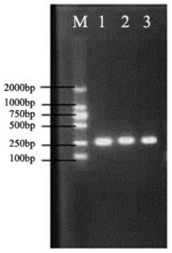 Escherichia coli and Shigella detection primers, kits and detection methods based on specific sequences