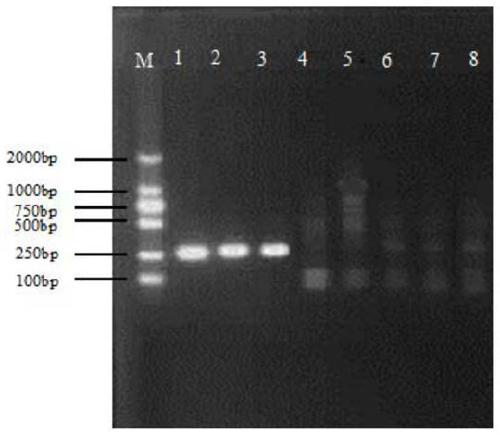 Escherichia coli and Shigella detection primers, kits and detection methods based on specific sequences