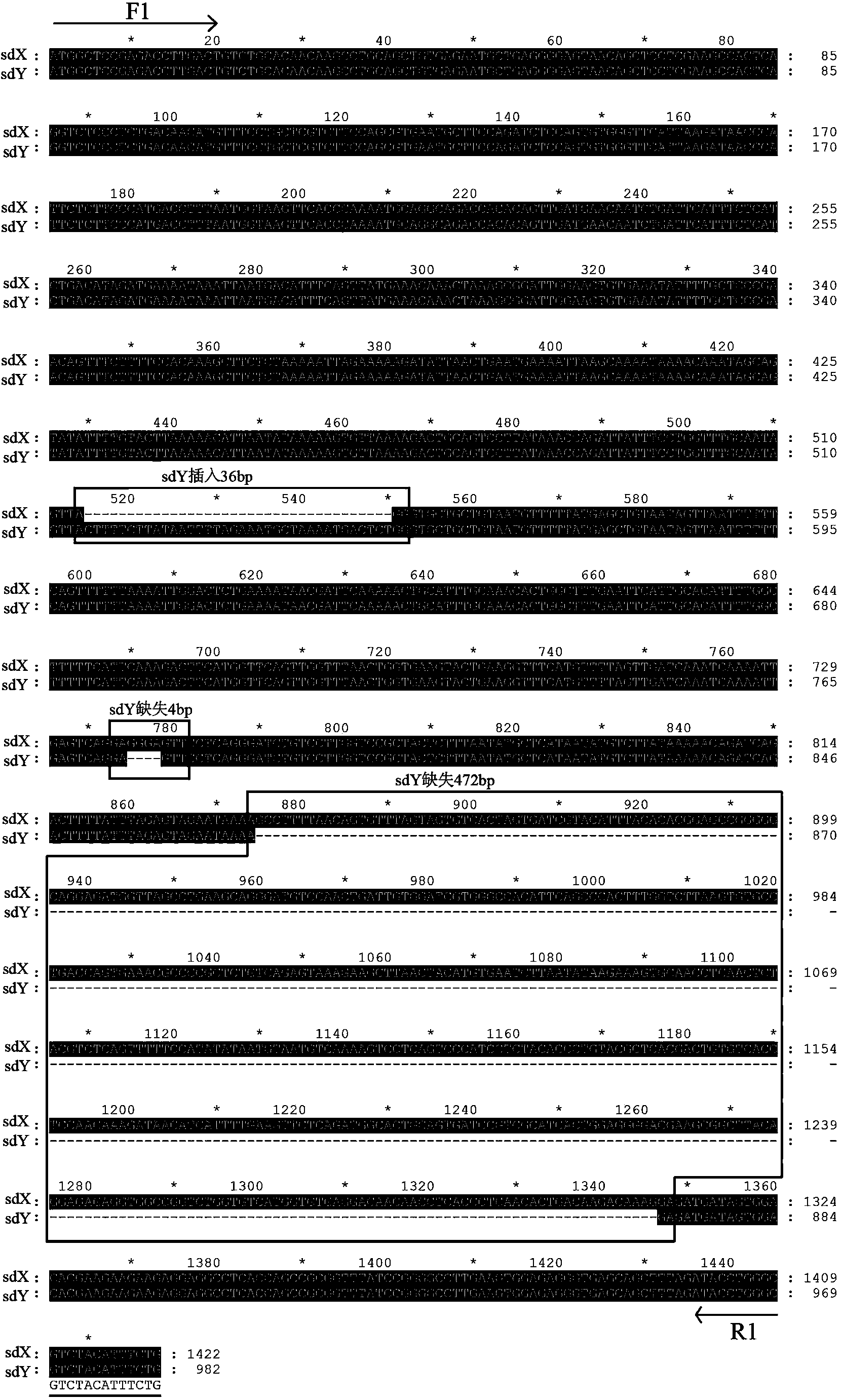 Y-chromosome specific molecular marker of Nile tilapia, and genetic sex determination method and supermale producing method both based on molecular marker