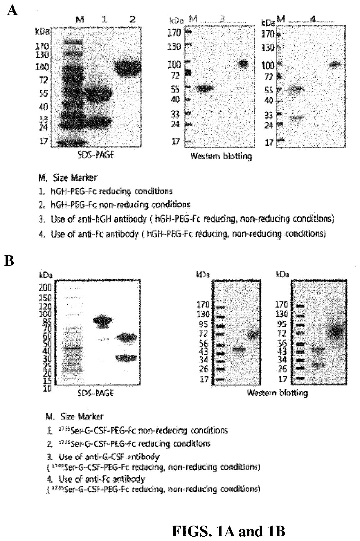 Methods of treatment using G-CSF protein complex