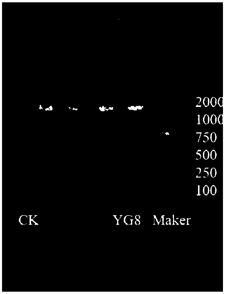 Pseudomonas mendocina YG8, seed liquid and preparation method and application of seed liquid