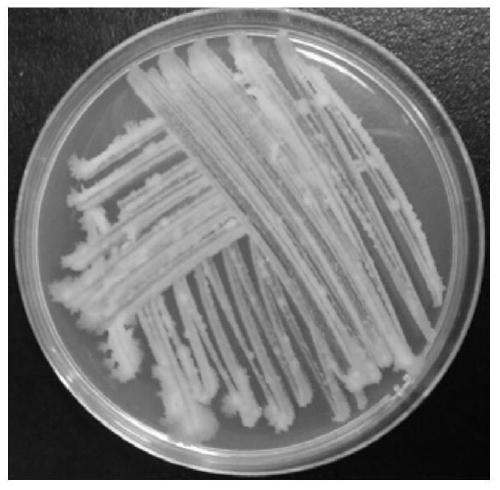 Bacillus n311 from Antarctica and its application in controlling plant pathogenic fungi