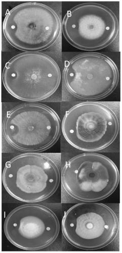 Bacillus n311 from Antarctica and its application in controlling plant pathogenic fungi