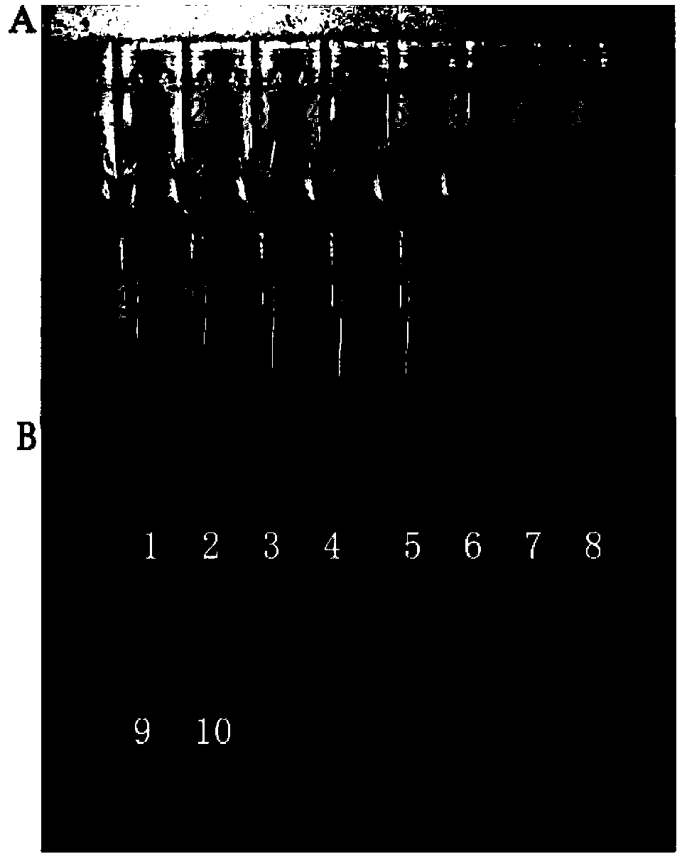 Method and primer composition for detecting soybean fusarium oxysporum based on LAMP (loop-mediated isothermal amplification) technology