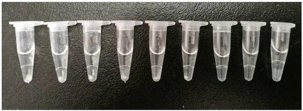 LAMP primer set for quickly detecting salmonella and application thereof