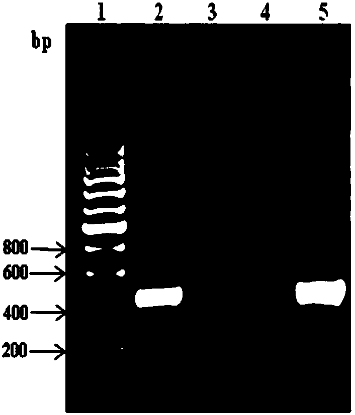 .Human c-reactive protein colloidal gold quantitative detection card