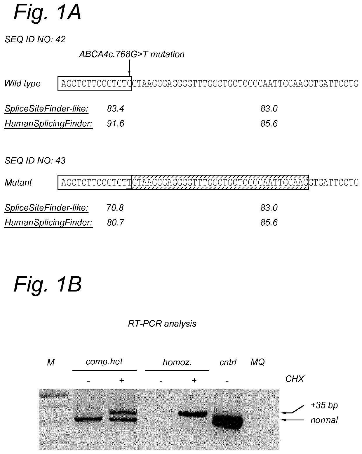 Antisense Oligonucleotides Rescue Aberrant Splicing of ABCA4