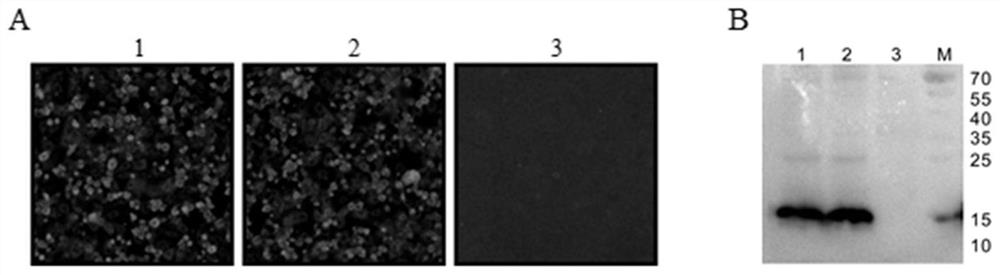 A chimeric recombinant vaccine strain of porcine reproductive and respiratory syndrome and its application