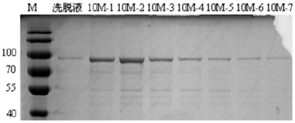 A kind of subunit vaccine of grouper iridescent virus and its preparation method and application