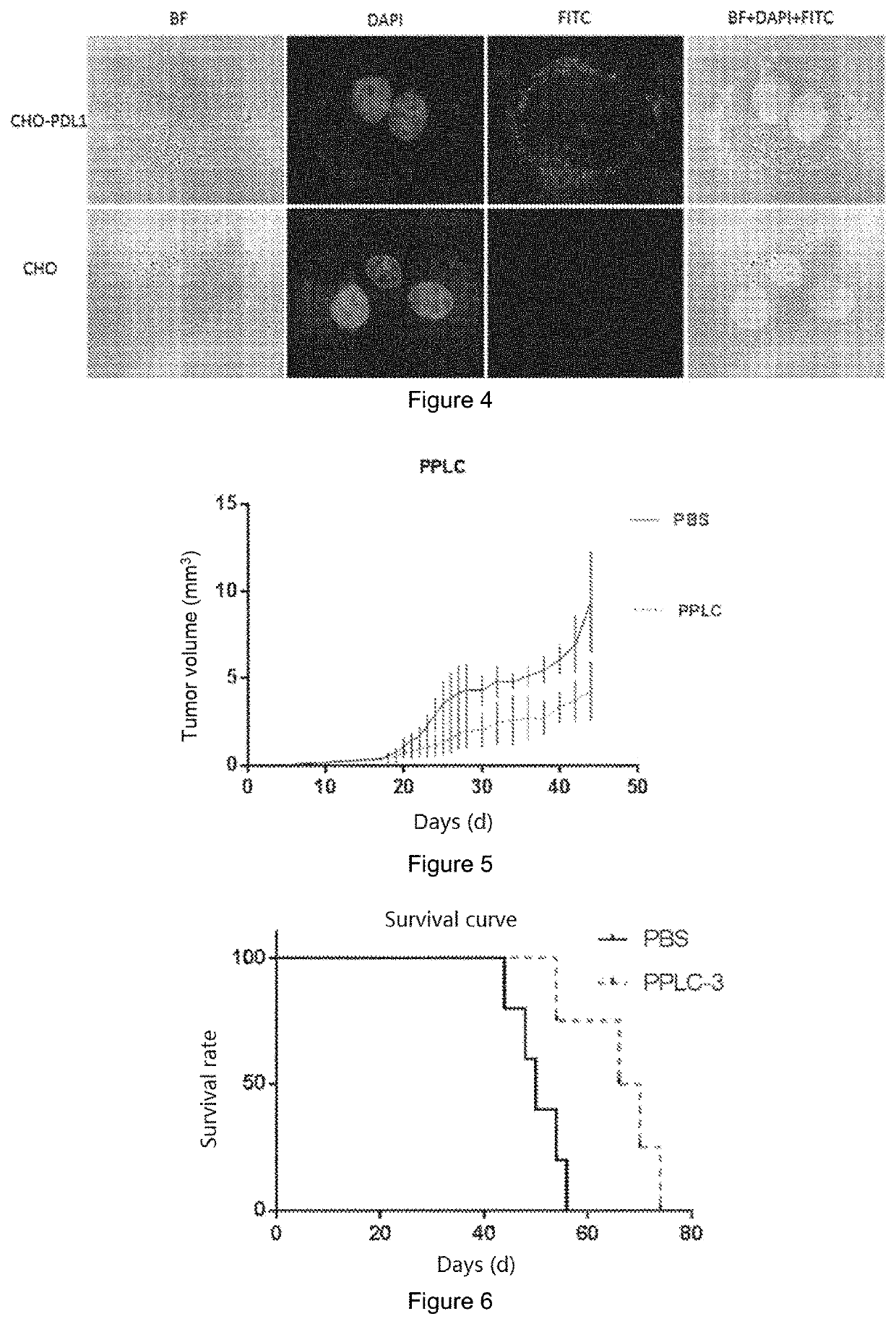 Peptide having high affinity for pd-l1 protein and use thereof