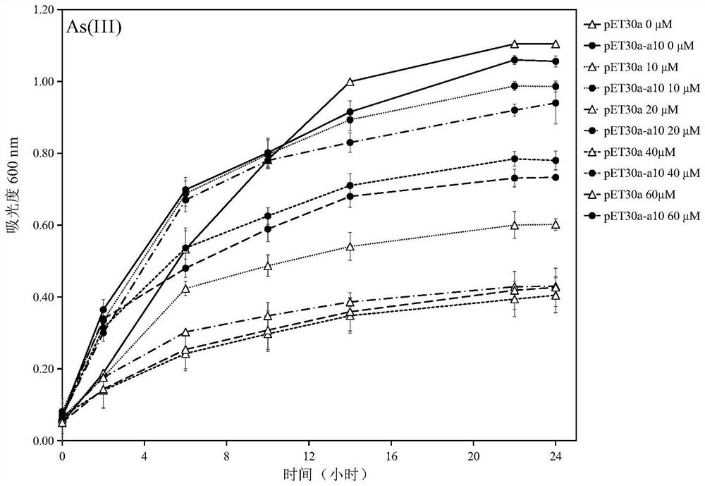 Protein A10 with arsenite and methyl arsenite combining capacity, engineering strain containing protein gene and application