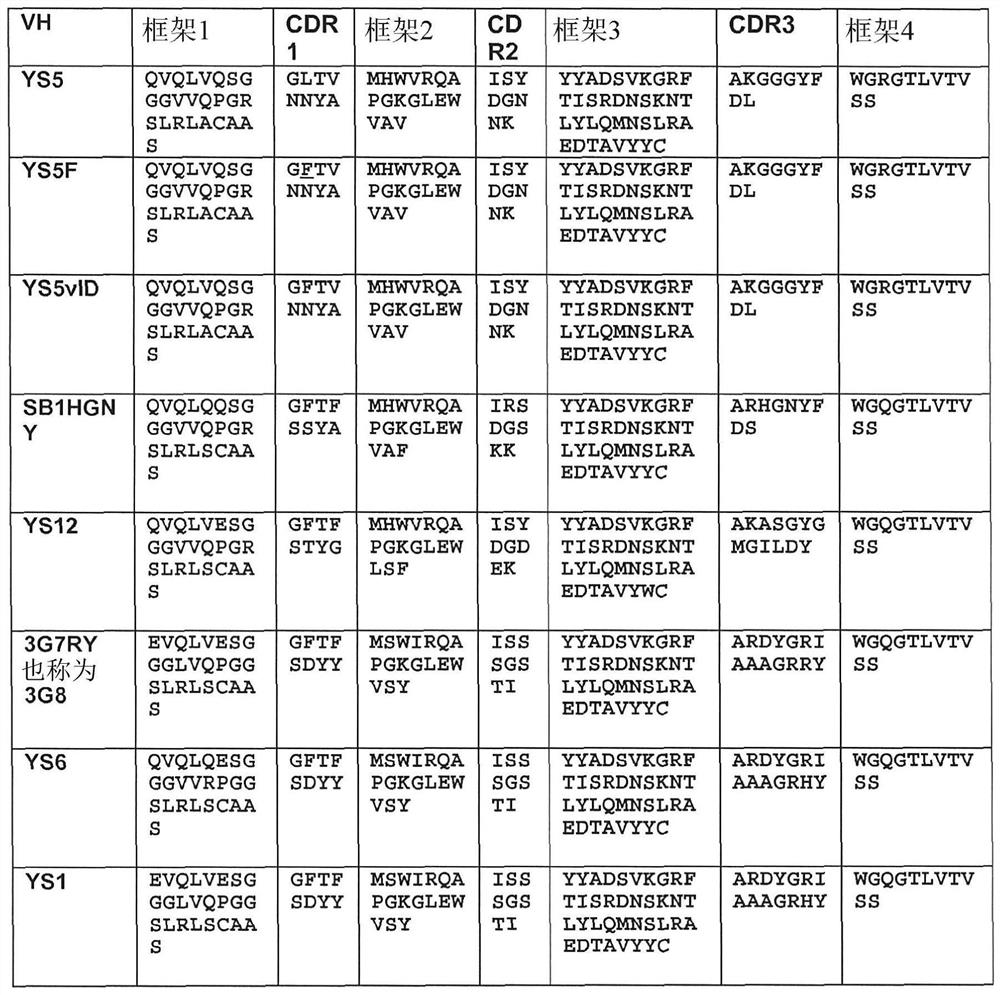 Macropinocytosis of human anti-CD46 antibody and targeted cancer therapy