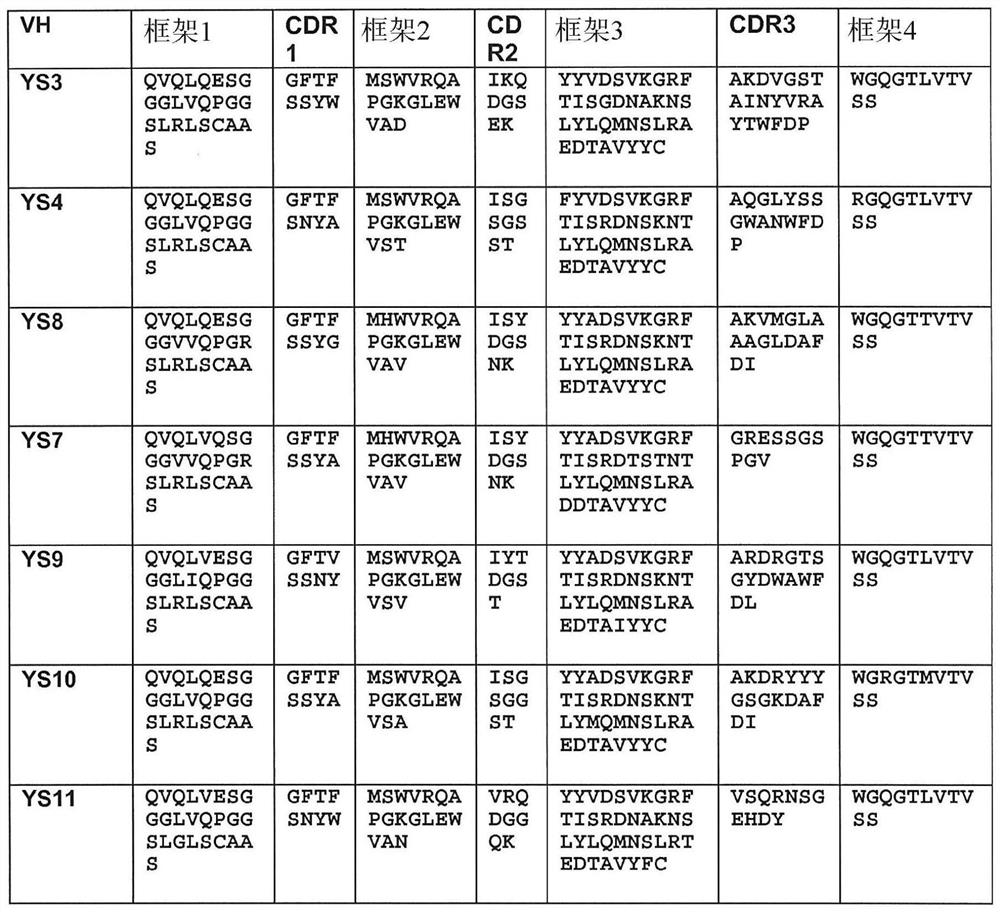 Macropinocytosis of human anti-CD46 antibody and targeted cancer therapy