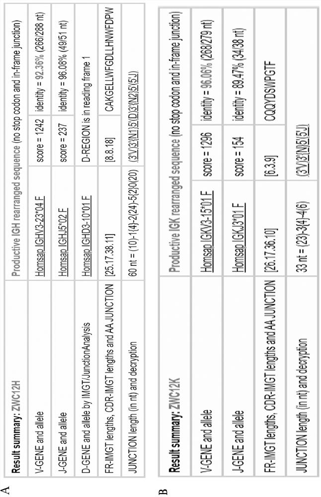 Anti-SARS-CoV-2 completely-humanized broadly-neutralizing antibody ZWC12 and application thereof