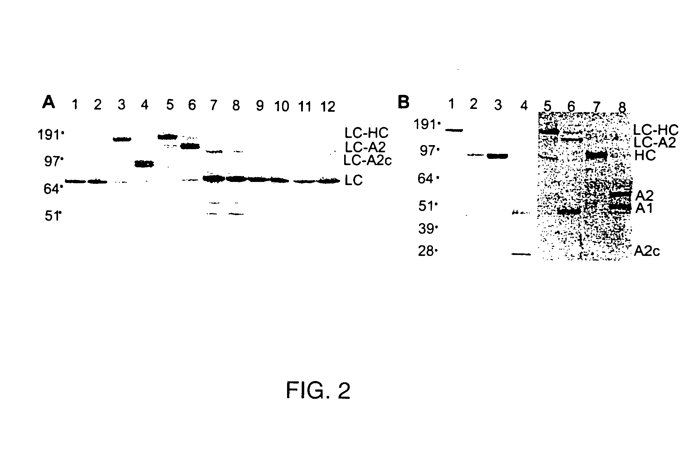 Stabilized proteins with engineered disulfide bonds
