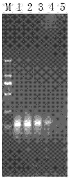Real-time fluorescence quantification PCR detection method for avian infectious laryngotracheitis virus