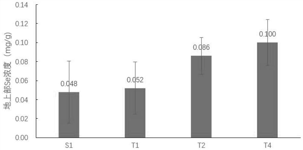 A kind of microbe-enhanced selenium-enriched vegetable hydroponic method and its application