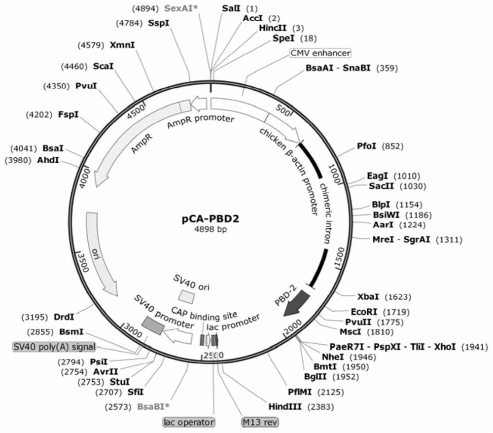 Application of porcine β-defensin 2 gene in anti-swine influenza