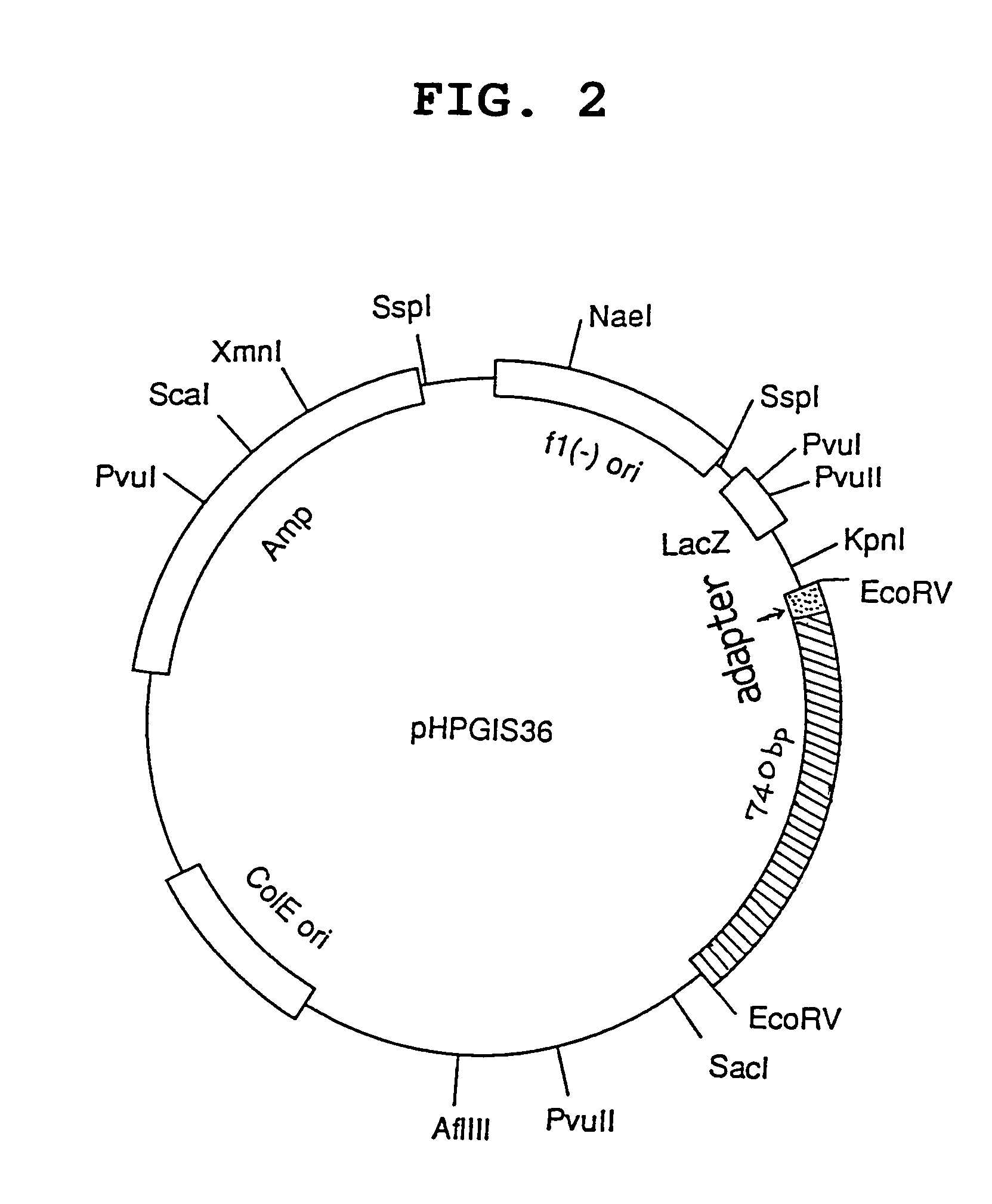 Antibodies specific to human prostacyclin synthase