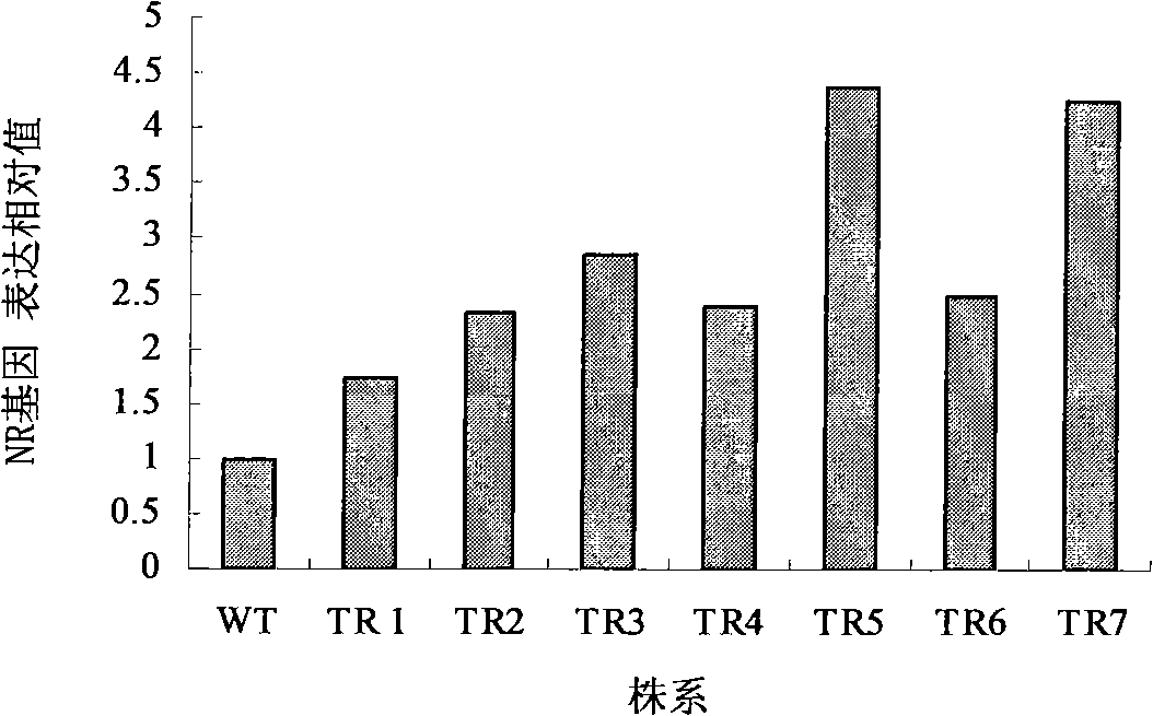 Nitrate reductase gene BcNR of Chinese cabbage