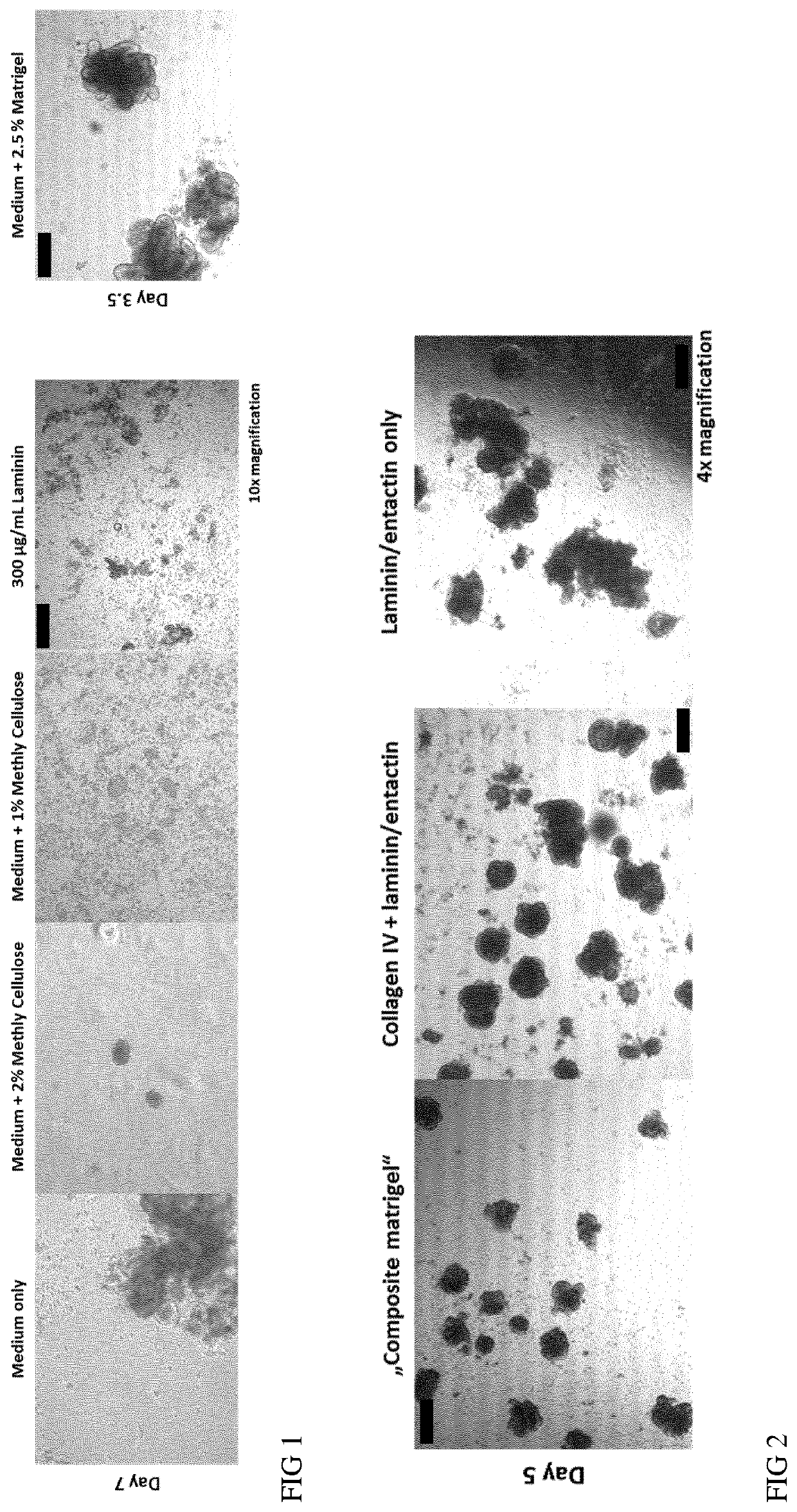 Cell culture medium and method for generation of epithelial organoids from epithelial stem cells