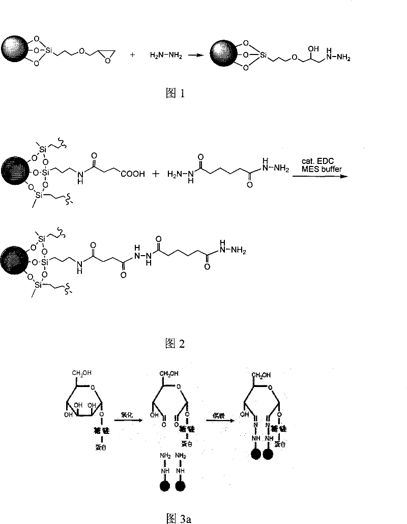 A method for separating and purifying glycopeptides