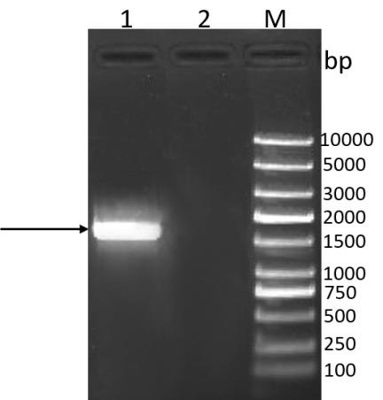 Chicken Infectious Anemia Virus Genetic Engineering Vaccine