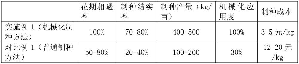 Mechanized seed production method for hybrid rice