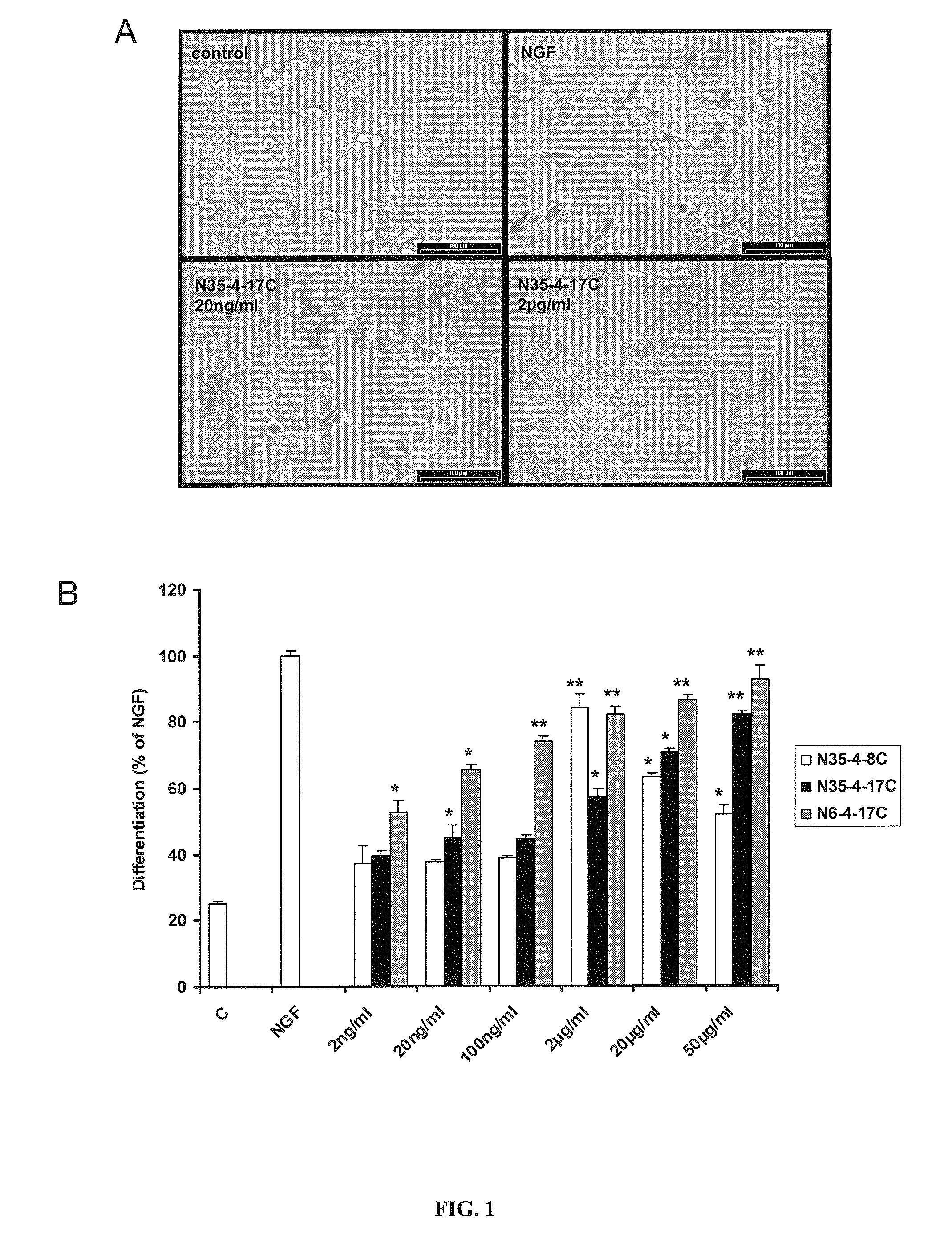 Peptoid Agonists of Nerve Growth Factor and Their Use as Medicaments
