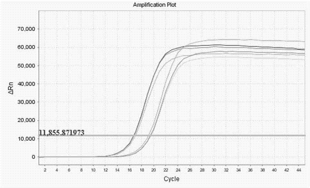 Method for detection of Italian bee immunogene defensin-1 expression by fluorescence RT-PCR technology