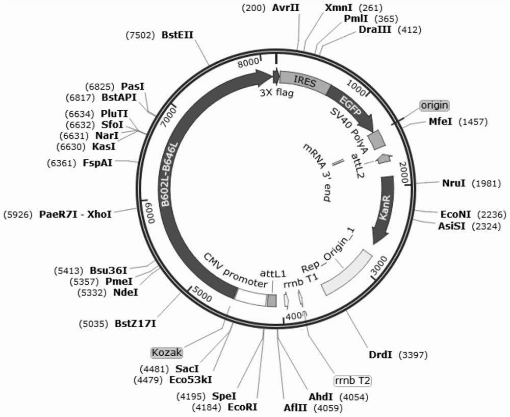 Recombinant adenovirus for expressing African swine fever virus B602L-B646L protein and construction method thereof