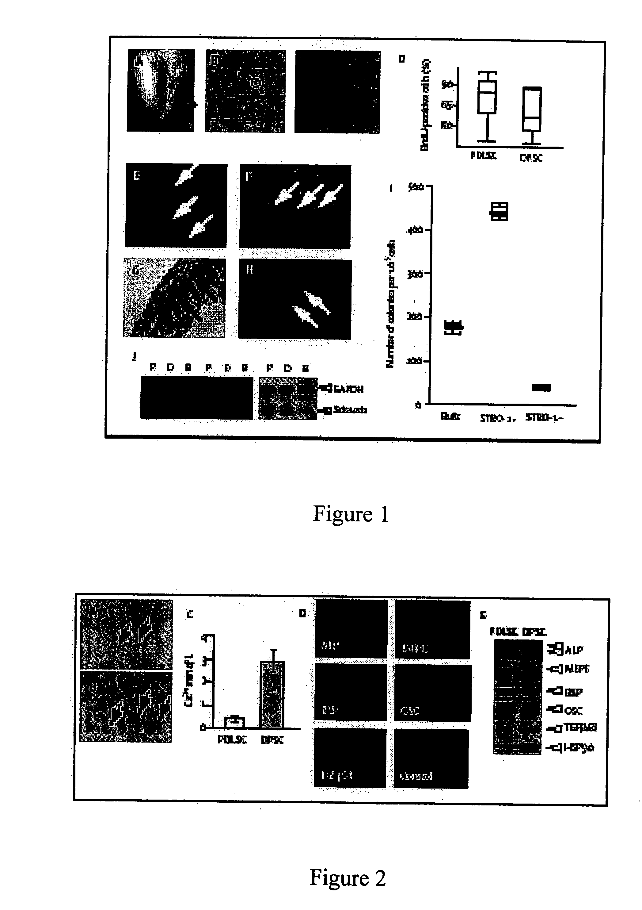 Multipotent postnatal stem cells from human periodontal ligament and uses thereof