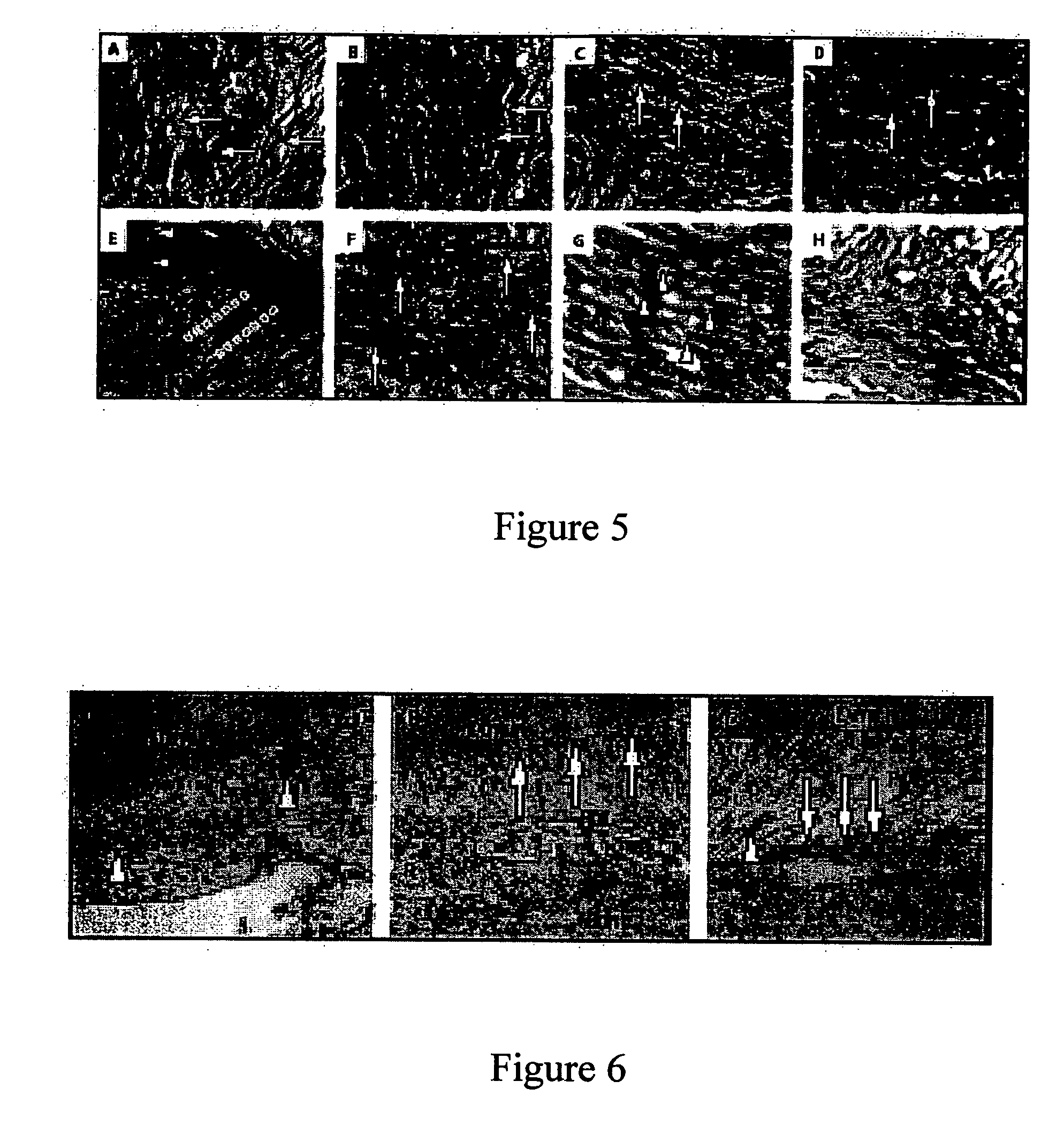 Multipotent postnatal stem cells from human periodontal ligament and uses thereof