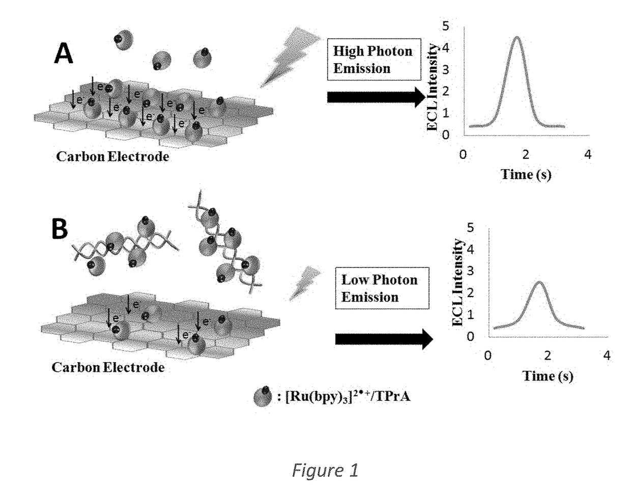 System and Method for Immobilization free electrochemiluminescence DNA detection using a luminophore dye for multi-species detection