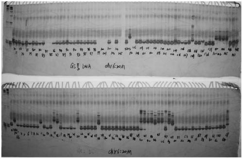 A molecular marker hf1-indel related to watermelon pulp firmness and its application
