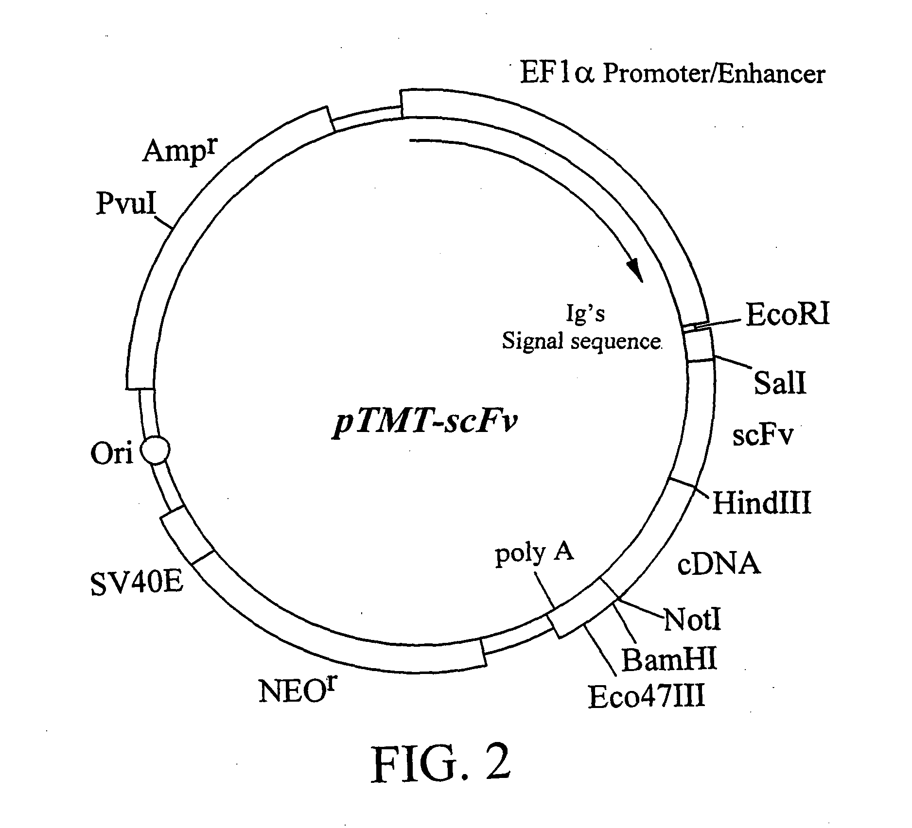 Compositions for isolating a cDNA encoding a membrane-bound protein