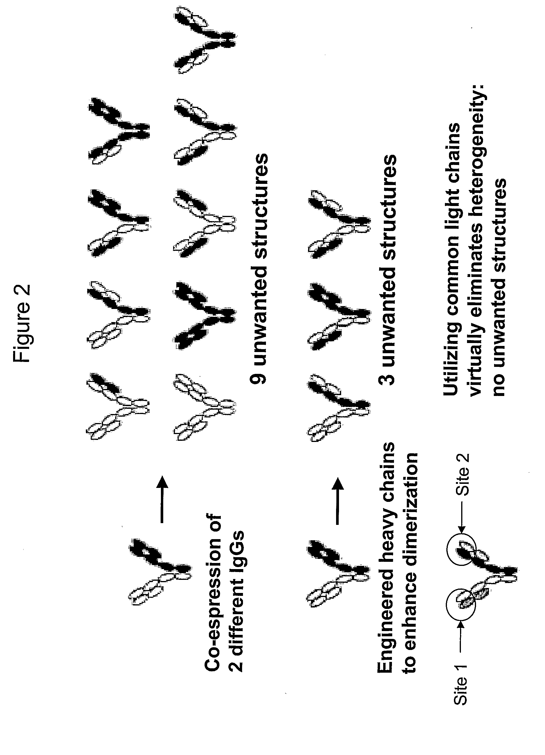Methods of treating and preventing acute myocardial infarction