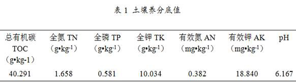 An endophytic fungus z1 that increases the biomass of casuarina under high-salt environment