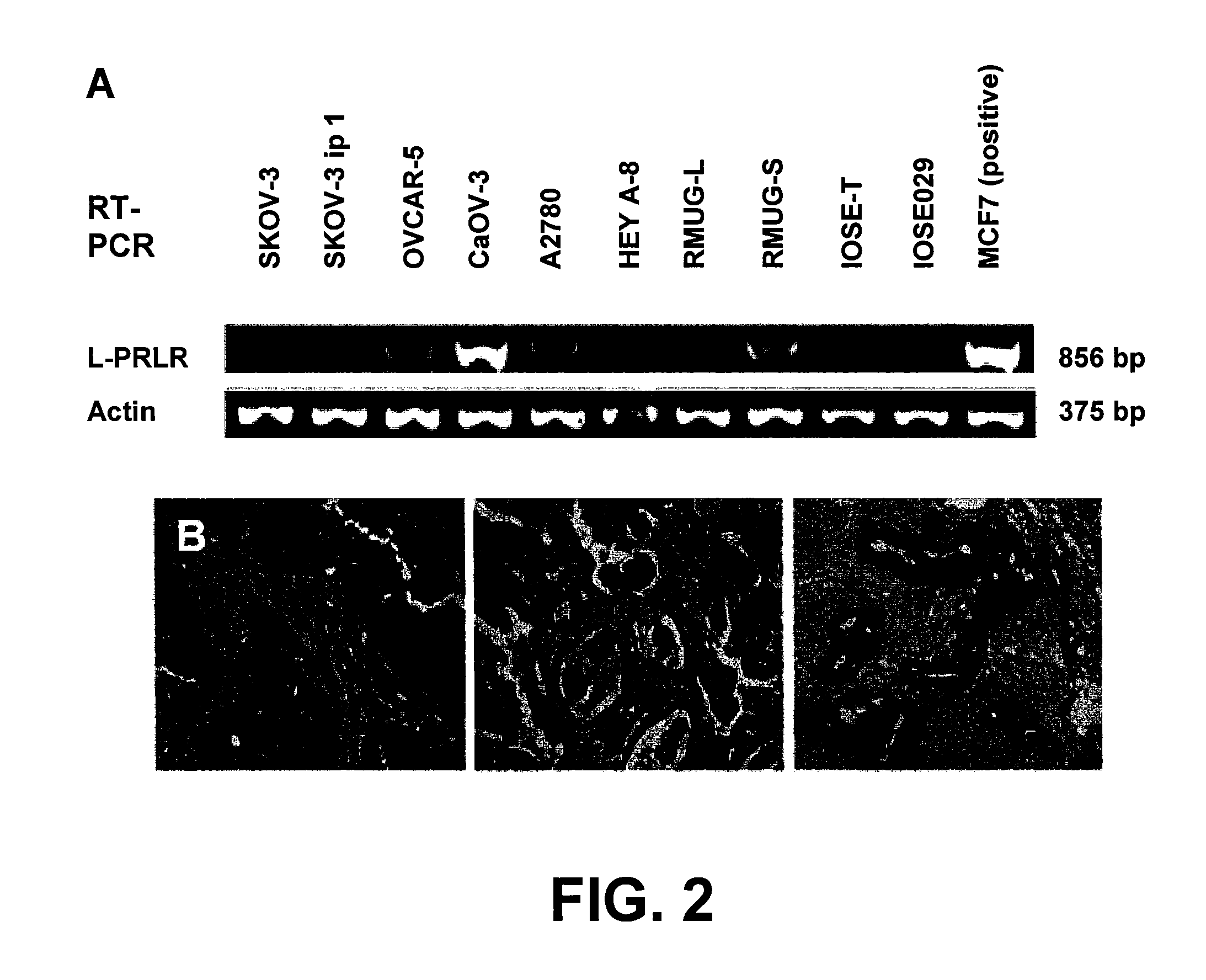 Receptor-mediated delivery: compositions and methods