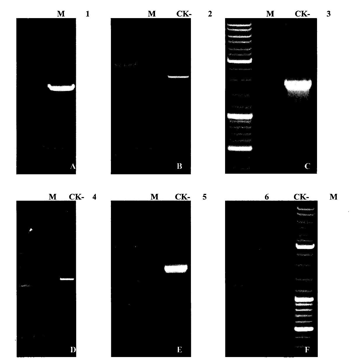 Three cotton ABF/AREB/ABI5/DPBF type transcription factors and coding genes and application thereof