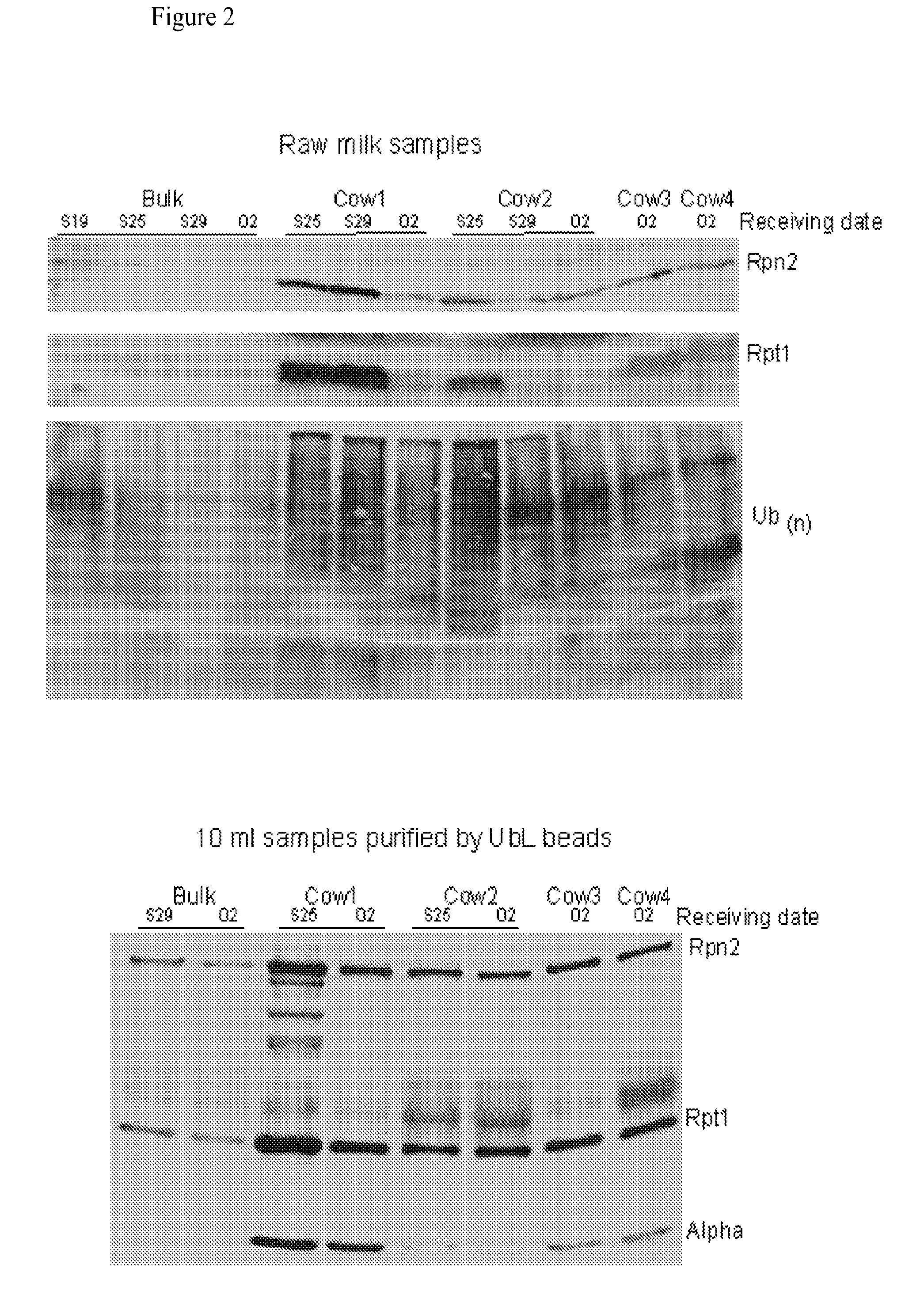 Methods of detecting mastitis by levels of proteasomes