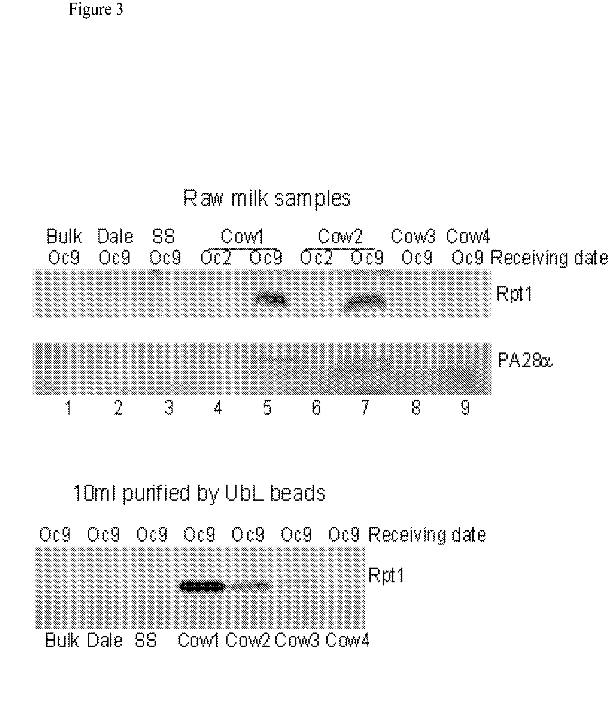 Methods of detecting mastitis by levels of proteasomes