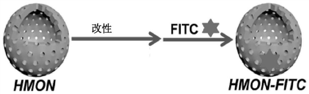 Fluorescent/PET bimodal image probe and preparation method and application thereof