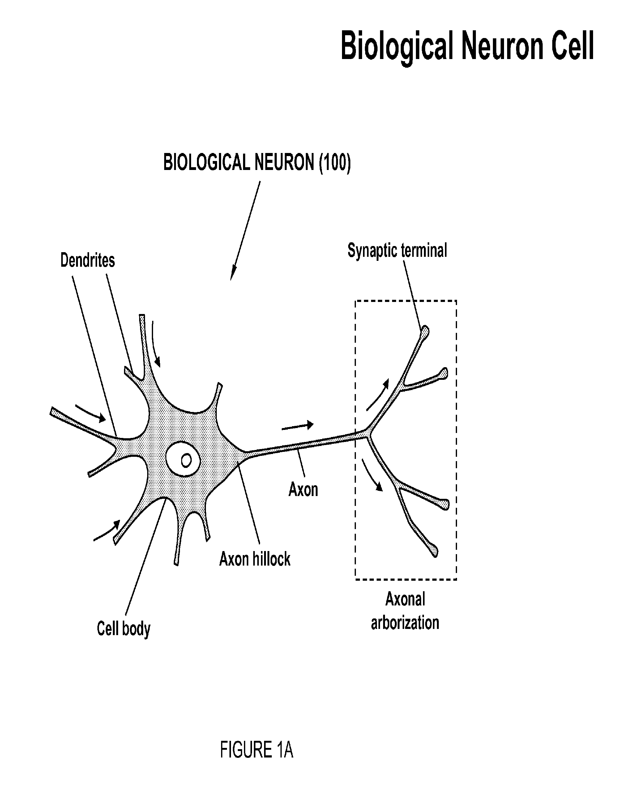 Carbon nanotube-based neural networks and methods of making and using same