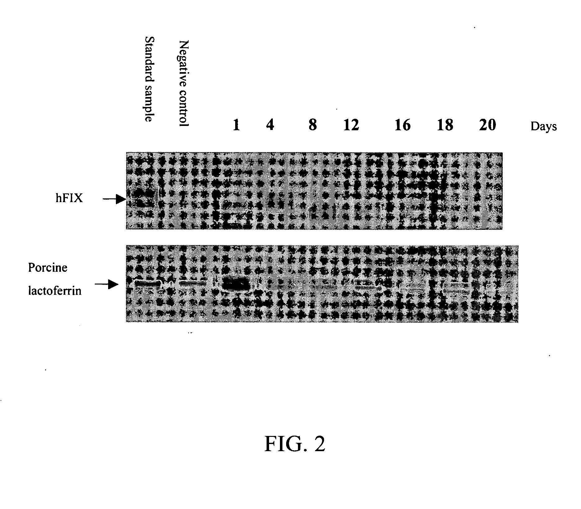 Method for expressing multiple recombinant proteins in milk of transgenic non-human mammals