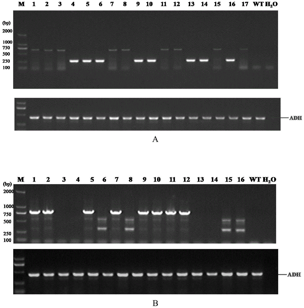 Method and primer pair for detecting transgenic G2-aroA gene herbicide-resisting corn G1105E-823C